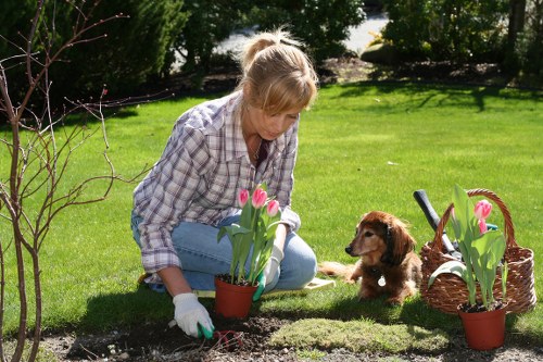 Efficient tree lopping services in Highgate